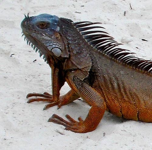 An iguana represents the theory that U.S. government is 
controlled by reptilian aliens. 