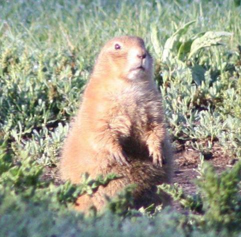 A prairie dog stares off into the distance at Custer State Park in South Dakota.