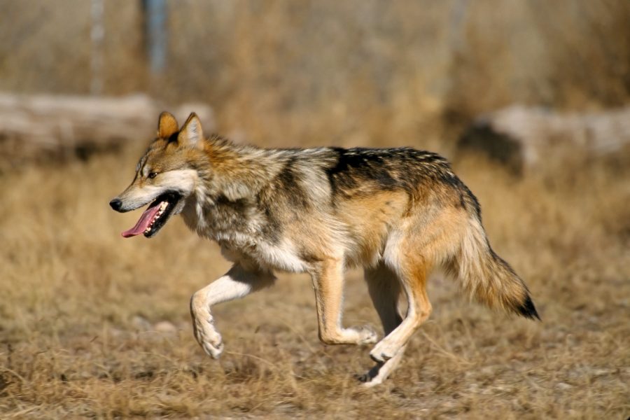 A Mexican Gray Wolf
